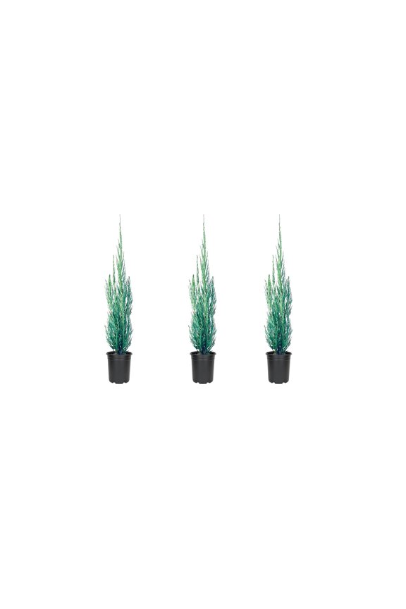 Skyrocket Juniper - 3 Live 4 Inch Pots - Juniperus Scopulorum - Formal Upright Evergreen Tree