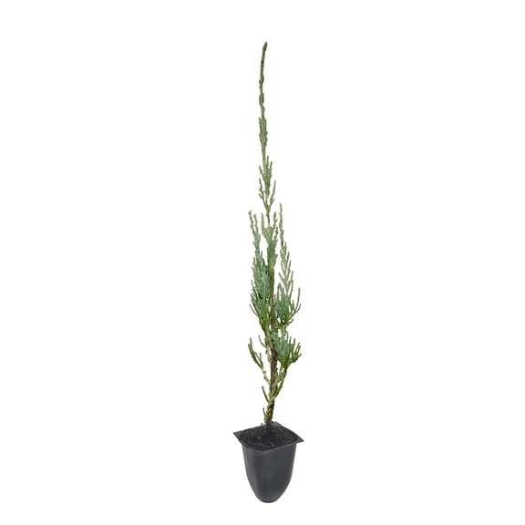 Skyrocket Juniper - 40 Live 2" Pots - Juniperus Scopulorum - Upright Evergreen Trees