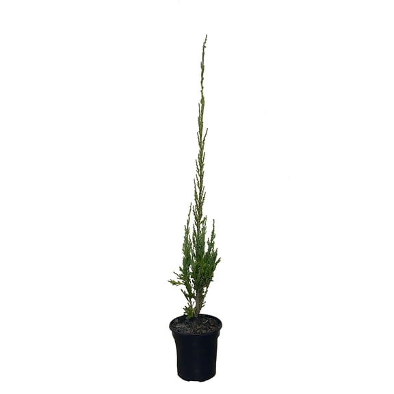 Skyrocket Juniper | 5 Live 4 Inch Plants | Juniperus Scopulorum | Evergreen Privacy Screen, Fast Growing Landscape Tree, Low Maintenance Garden, Ornamental Foliage, Drought Tolerant Plant
