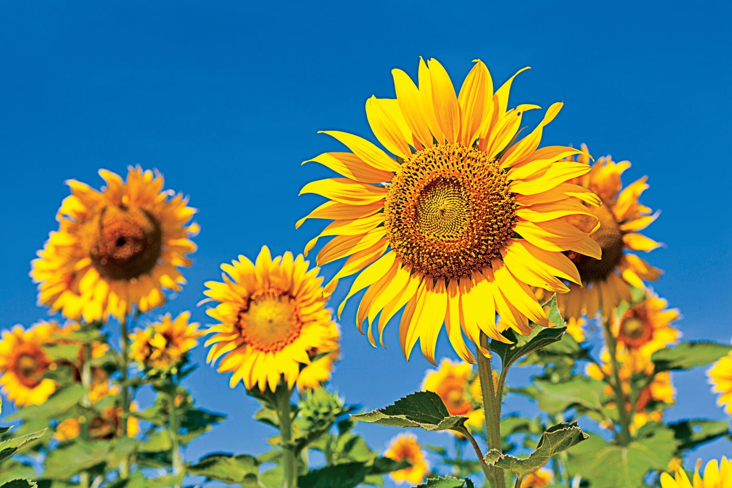 PoppyQueen 3 Best-Seller Mix: Taz, Afghan, Turkish Papaver Somniferum Poppy Seeds – 10,000 Seeds, Homegrown USA