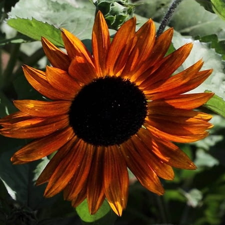 Skyscraper Sunflower Seeds - 7 g ~70 Seeds - Heirloom, Open Pollinated, Non-GMO - Sun Flower Gardening Seeds - Giant