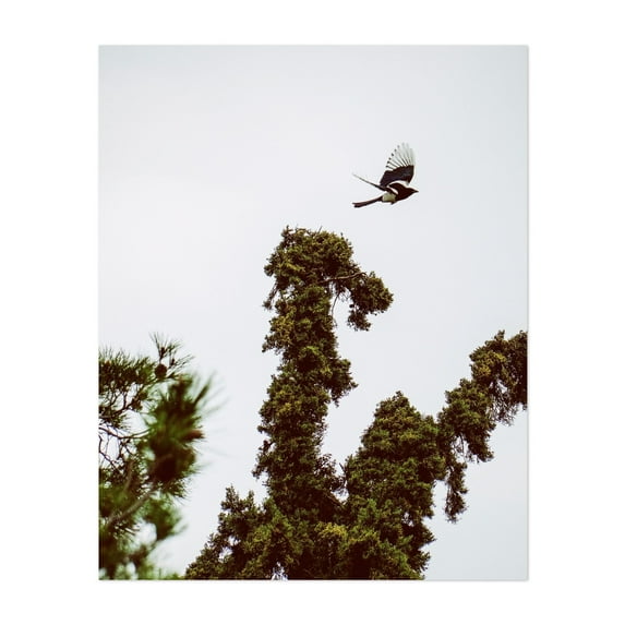 Skyward Magpie - Athens Greece Photography Bird Nature Wildlife Scenic Forest Woodland Minimalist Unframed Wall Art Print 20 x 28 inches