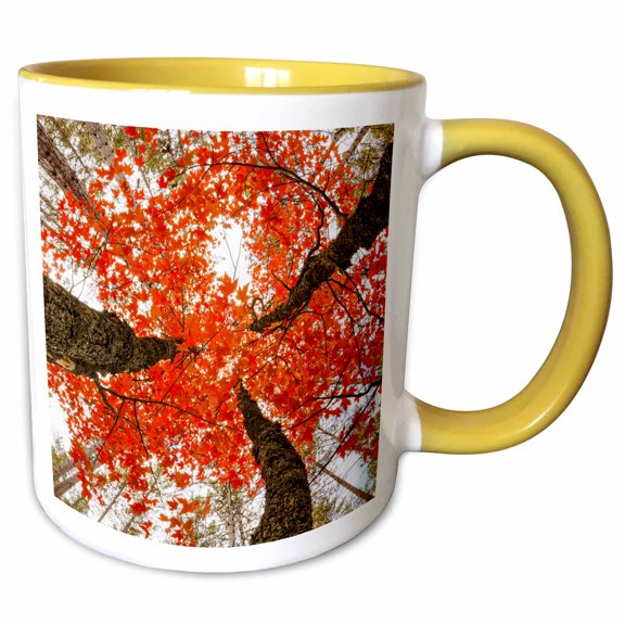 3drose, Skyward View of Maple Tree in Pine Forest, Upper Peninsula, Michigan, 11oz Two-tone Yellow Mug