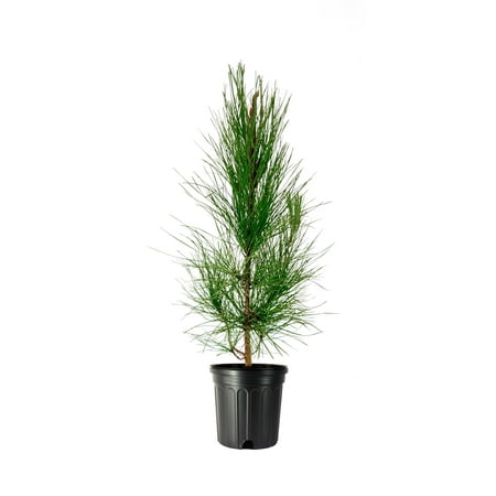 Slash Pine Tree 2 Large Gallon Size Pots Pinus elliottii Fast-Growing Evergreen Landscape Shade Plants