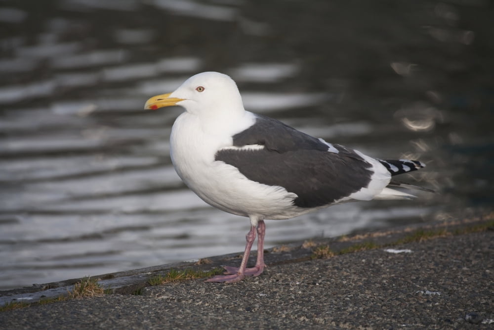Slaty-Backed Gull Standing On The Shore Near Cordova Prince William Sound Southcentral Alaska Canvas Art - Milo Burcham Design Pics (19 x 12)