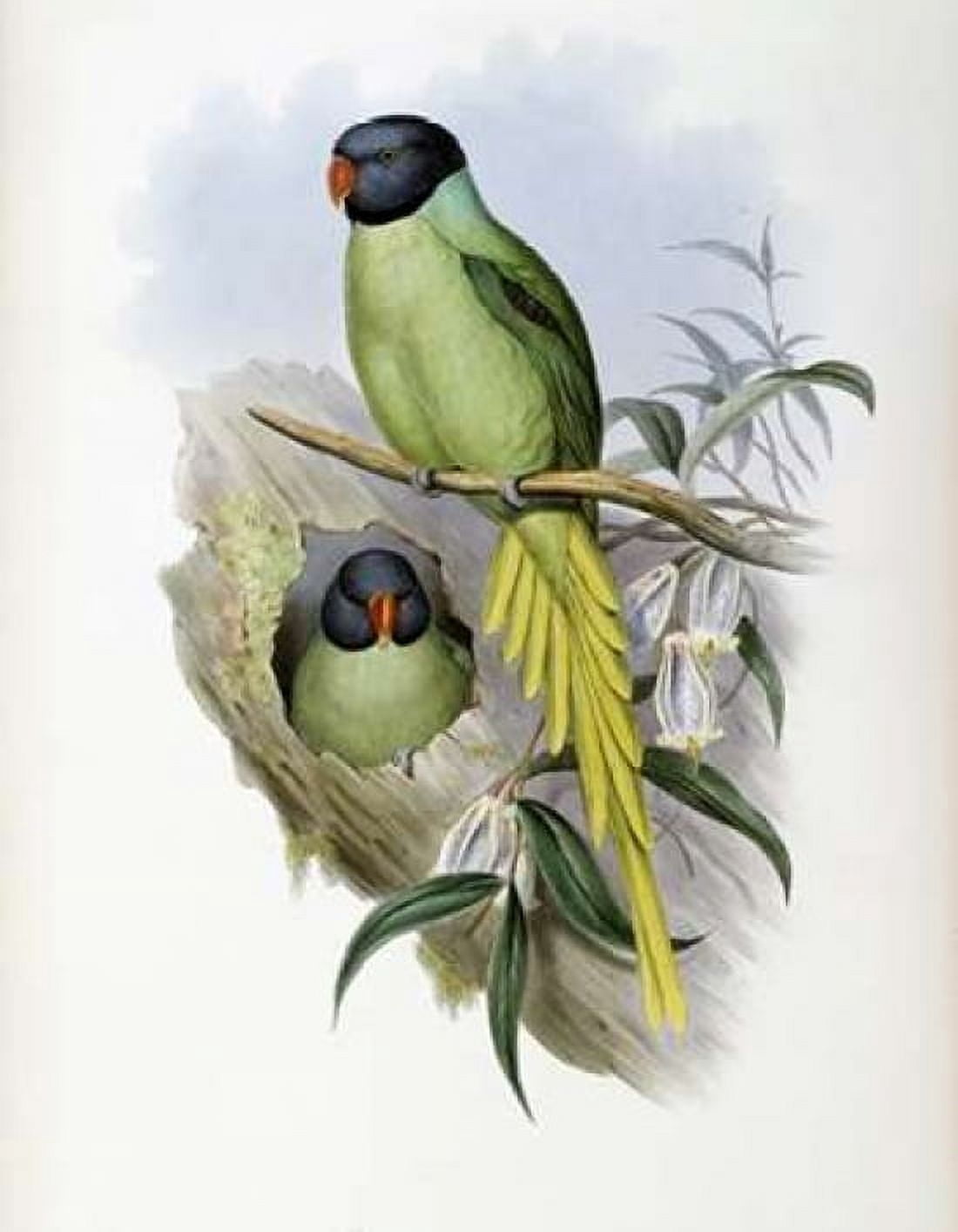 Slaty-Headed Parakeet Canvas Art - John Glover (24 x 30)