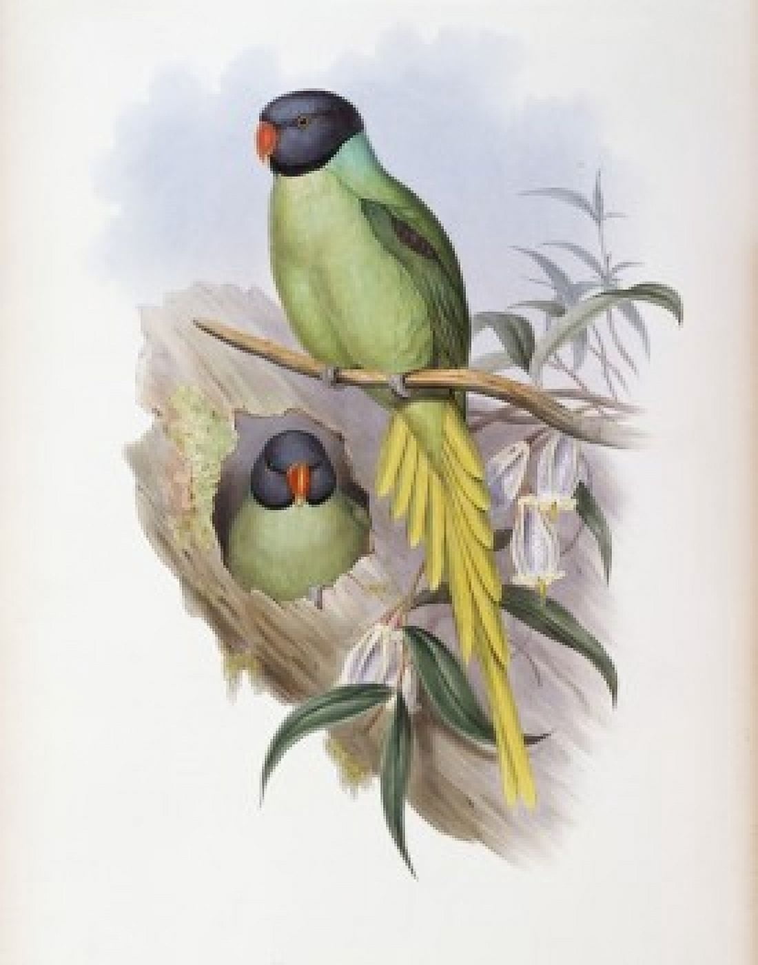 Slaty-headed Parakeet John Gould (1804-1881 British) Canvas Art - John Gould (24 x 36)