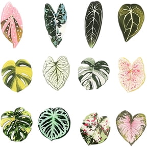 Slccxzc 12 Pcs Monstera Plant Acrylic Fridge Magnets Tropical Leaves Decor Magnet Set