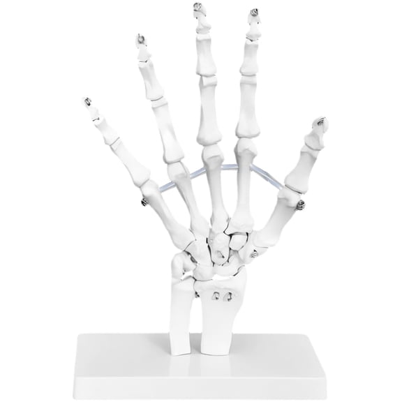 Slccxzc Human Hand Skeleton Model, Anatomical Skeleton Model Medical Display Study Tool Medical Science Stationery