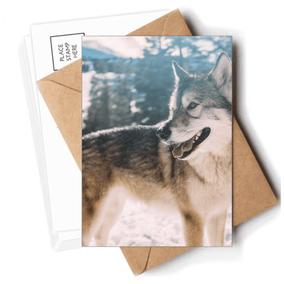 Sle White Dog Snow Picture Postcards Envelopes Blank Note Cards Mailing