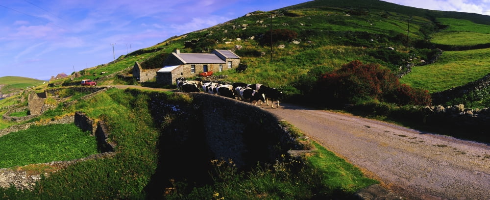 Slea Head Dingle Peninsula Co Kerry Ireland Friesian Cattle On A Road Canvas Art - The Irish Image Collection Design Pics (31 x 12)