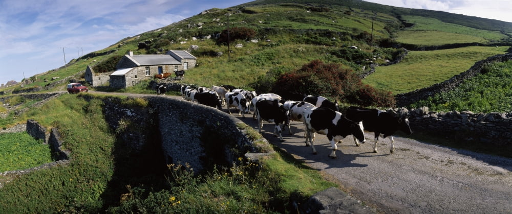 Slea Head Dingle Peninsula Co Kerry Ireland Friesian Cattle On A Road Canvas Art - The Irish Image Collection Design Pics (33 x 13)