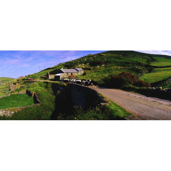 Slea Head Dingle Peninsula Co Kerry Ireland Friesian Cattle On A Road Canvas Art - The Irish Image Collection Design Pics (36 x 14)