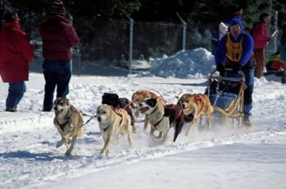 Sled Dog Team New Hampshire USA Canvas Art - Jerry & Marcy Monkman DanitaDelimont (18 x 12)