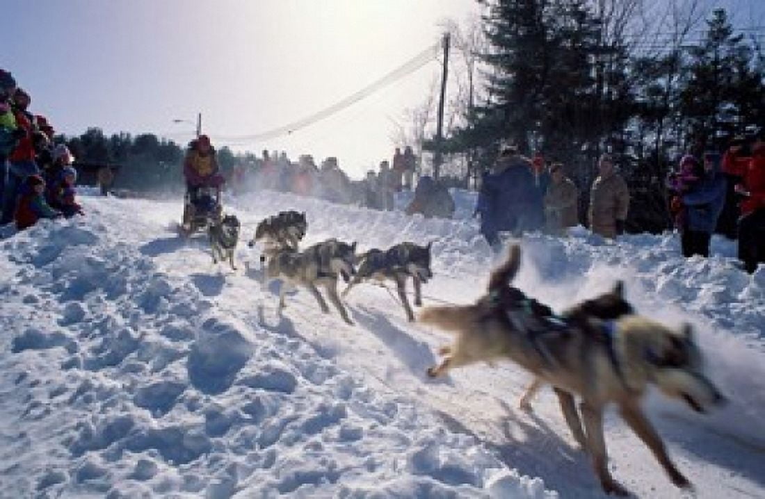 Sled Dog Team Starting Their Run on Mt Chocorua New Hampshire USA Canvas Art - Jerry & Marcy Monkman DanitaDelimont (36 x 24)