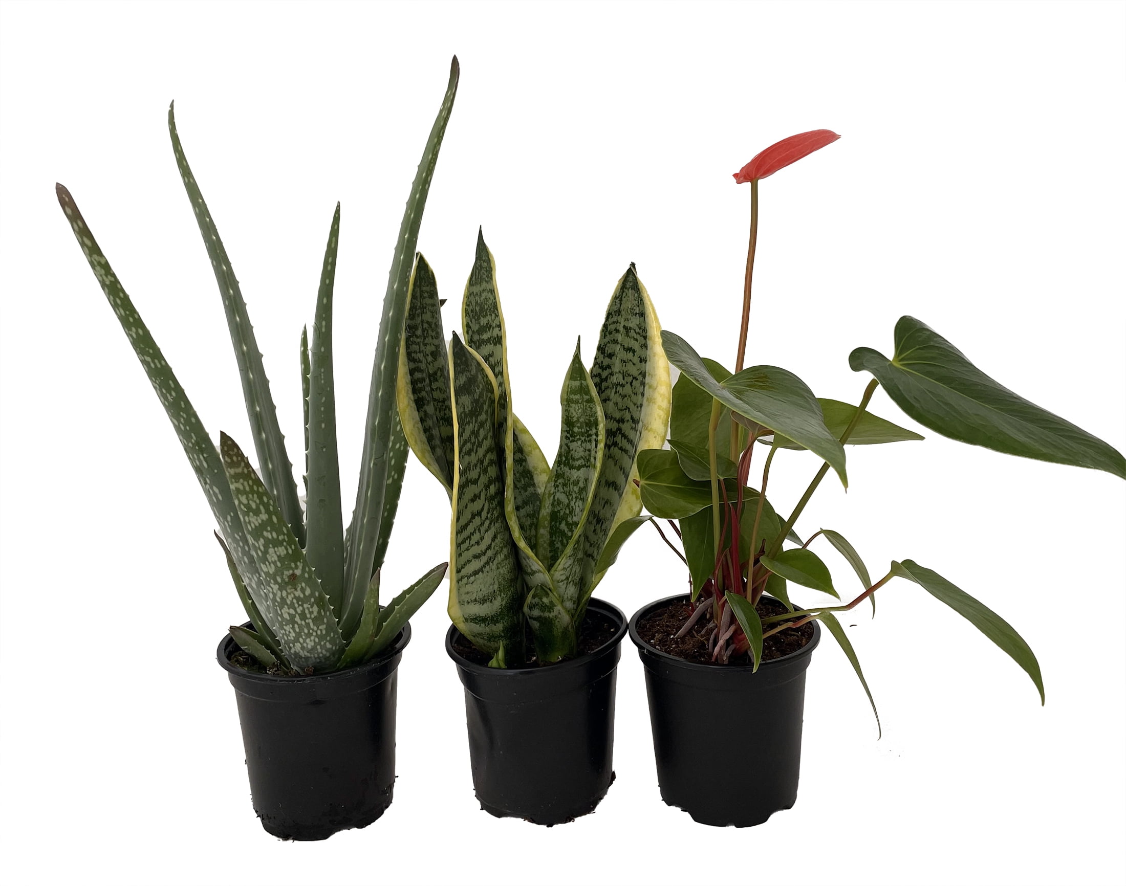 Sleep Easy House Plant Set - Aloe Vera/Snake Plant/Anthurium - 3 Plants 4"  Pots - Walmart.com
