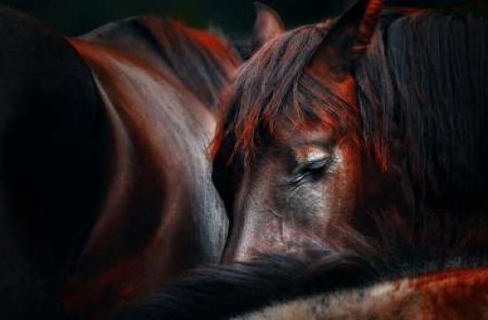 Sleep Huddle Canvas Art - Martin Stantchev (12 x 18)
