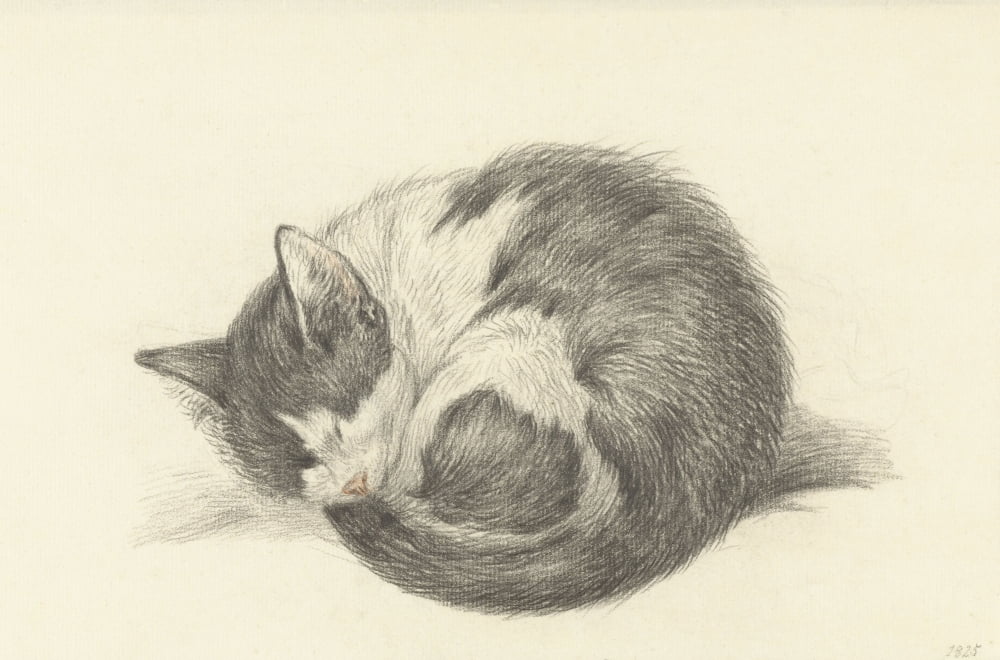 Sleeping Cat Rolled Into A Ball Canvas Art - (36 x 24)