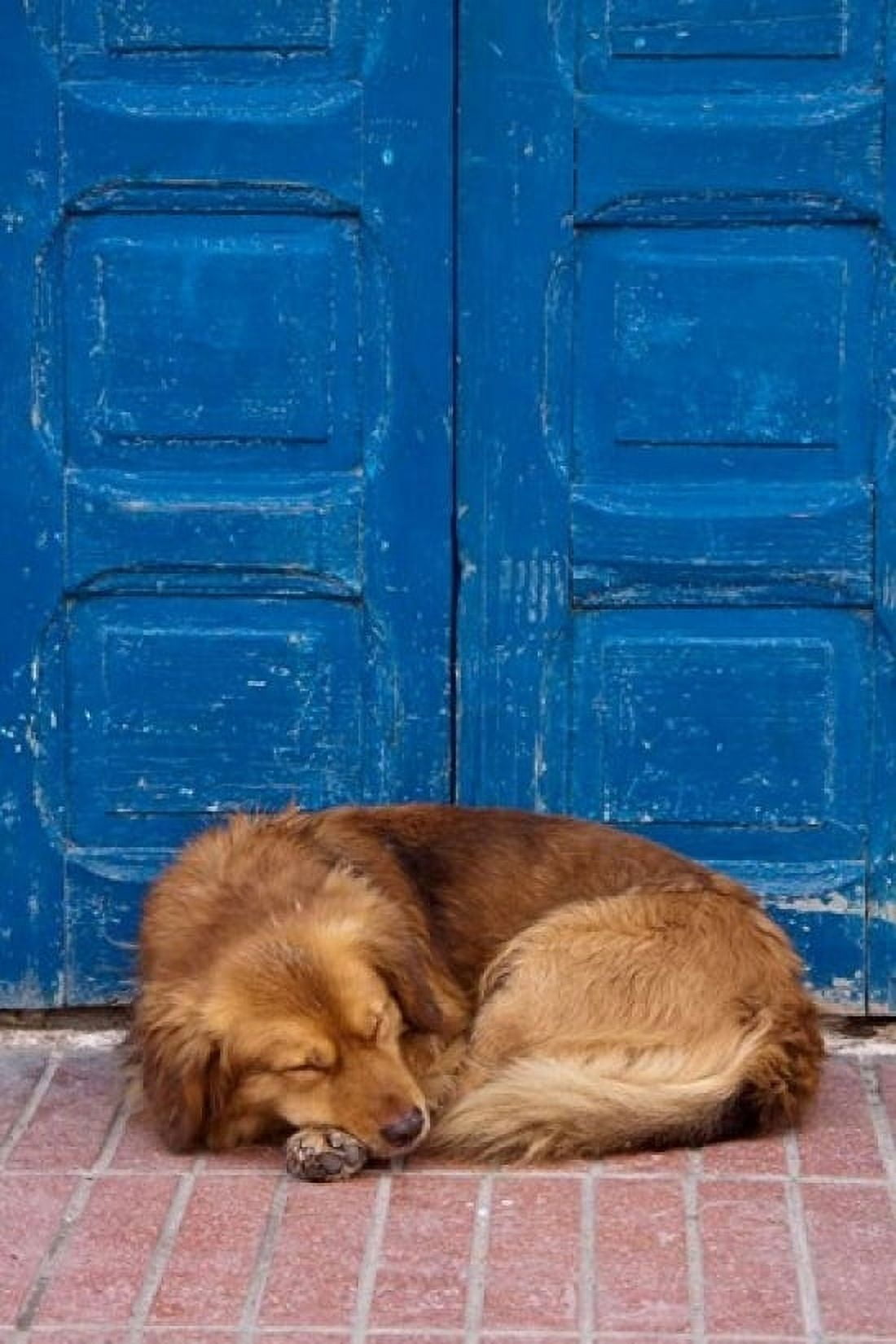 Sleeping Dog Essaouira Morocco Canvas Art - William Sutton DanitaDelimont (11 x 17)