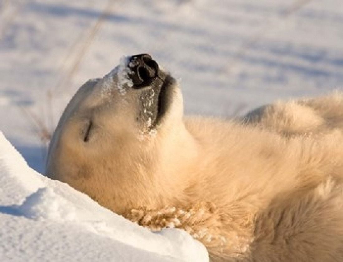 Sleeping Polar Bear Canvas Art - Jaynes Gallery DanitaDelimont (24 x 18)
