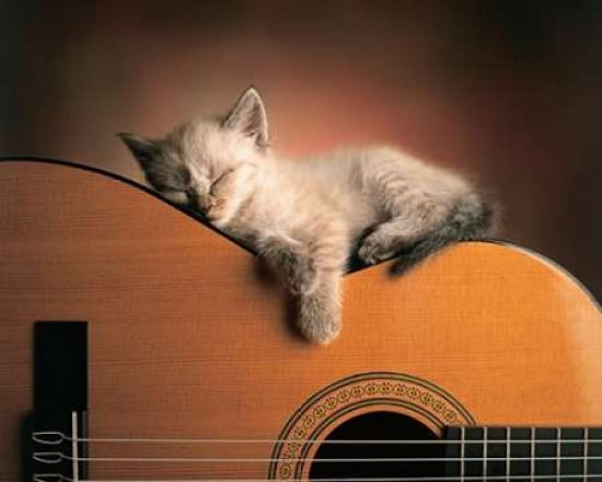 Sleeping Soundly Canvas Art - Xavier Chantrenne (24 x 30)