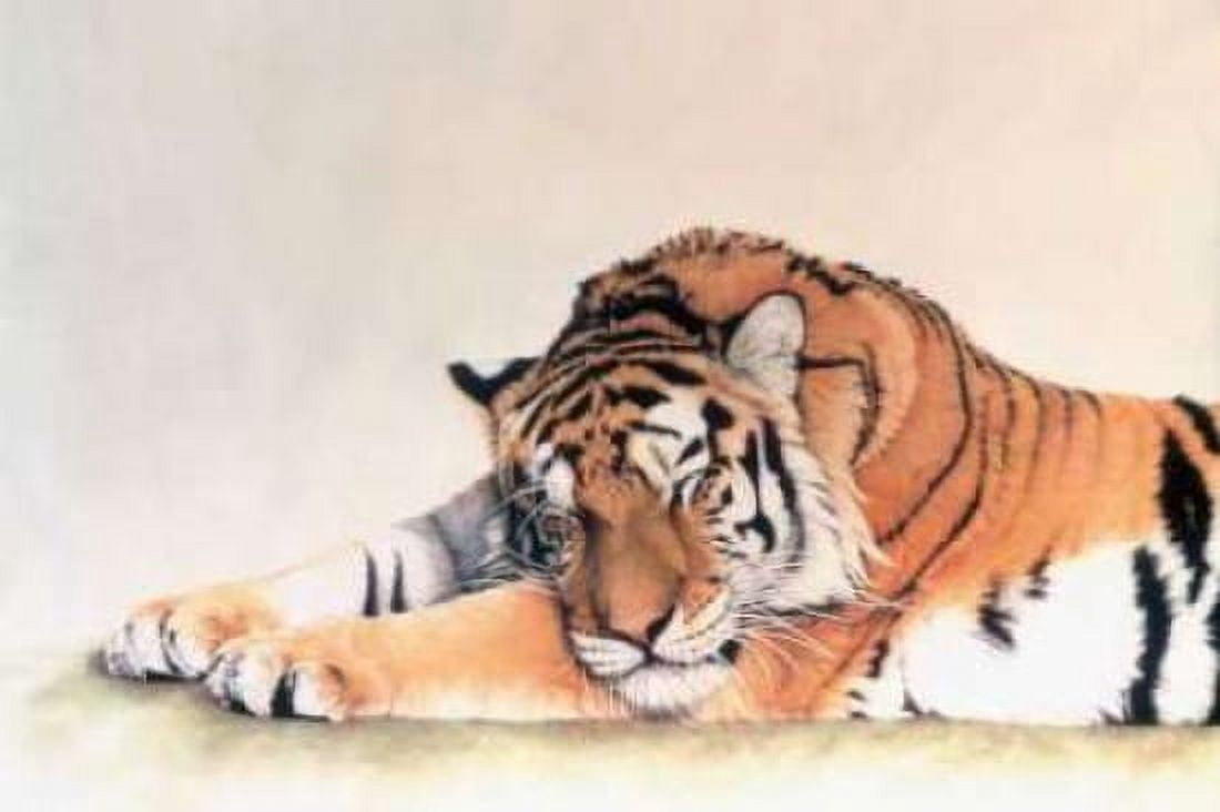 Sleeping Tiger Canvas Art - Jan Henderson (24 x 36)