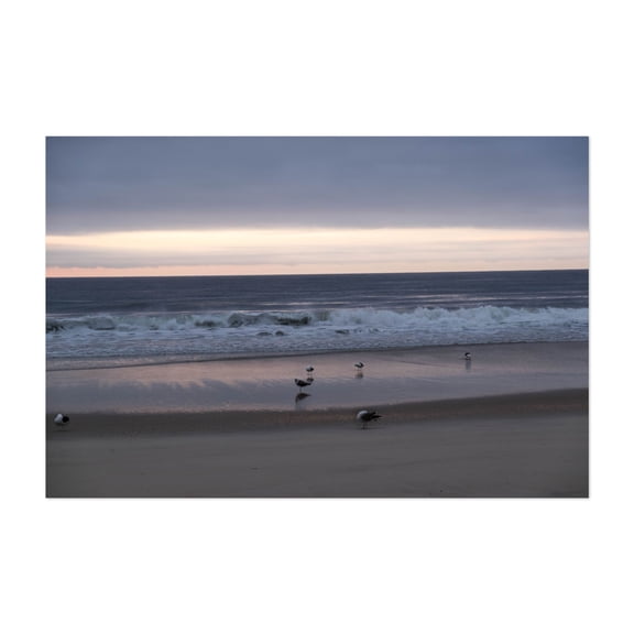 Sleepy Gulls - Long Branch New Jersey Photography Beach Ocean Seascape Waves Sunset Coast Bird Unframed Wall Art Print 4 x 6 inches