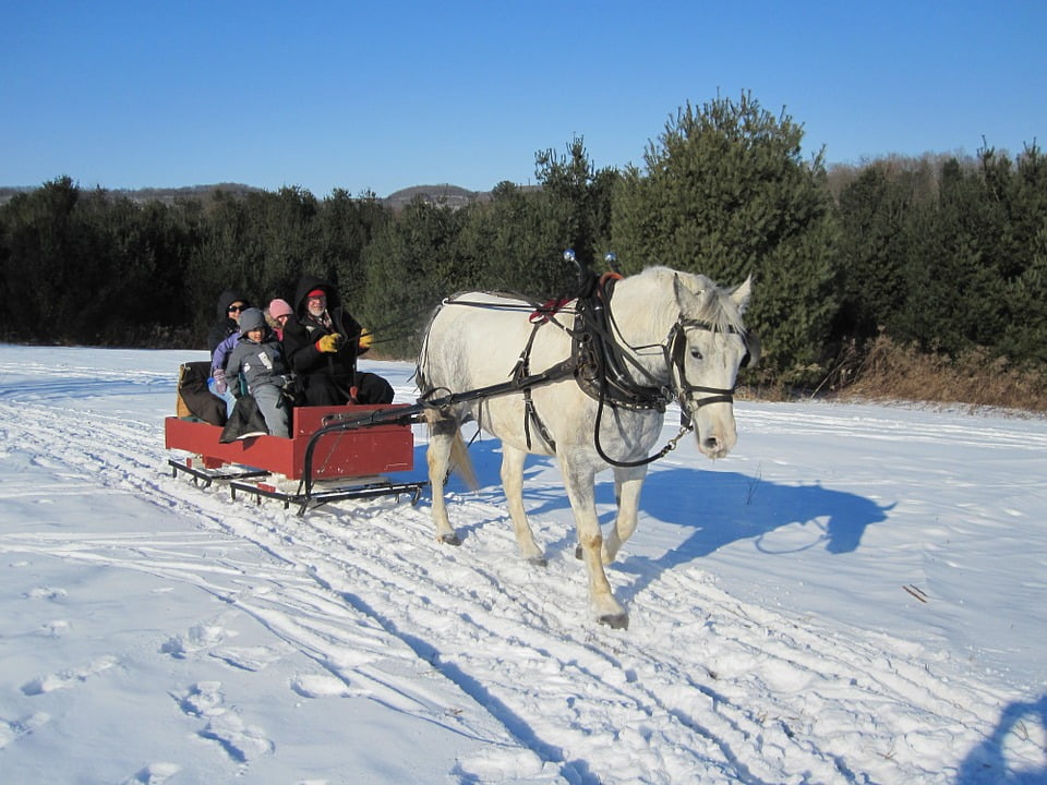 Sleigh Ride Sleigh Sled Winter Cold Ride Horse Laminated Poster Print
