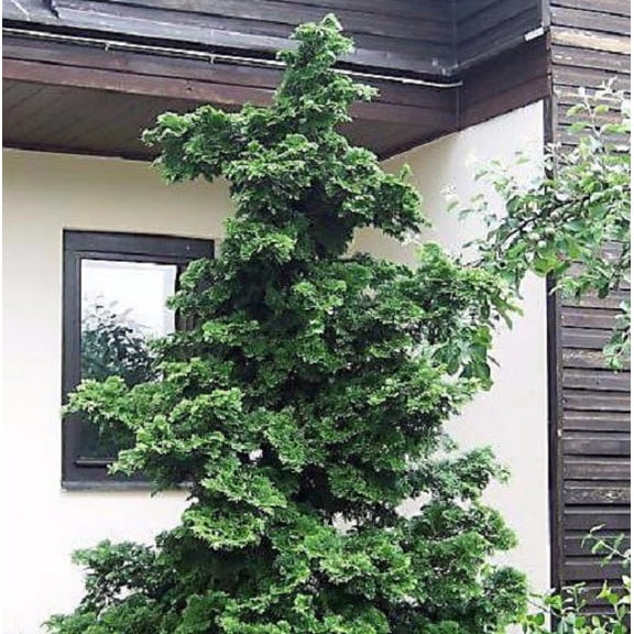 Slender Hinoki False Cypress Tree - Live Plant - ( 2.5 QT )