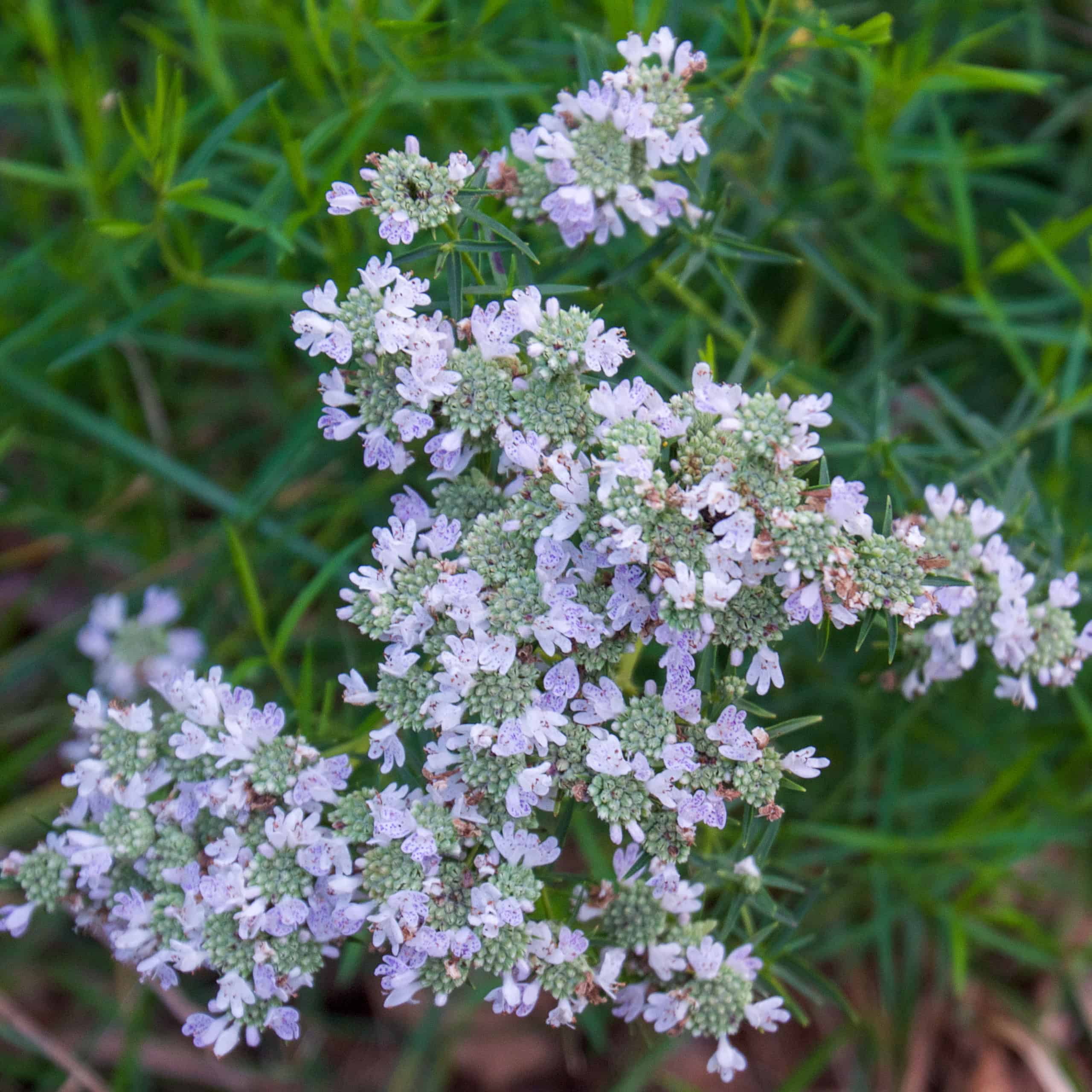 Take A Look About Slender Mountain Mint