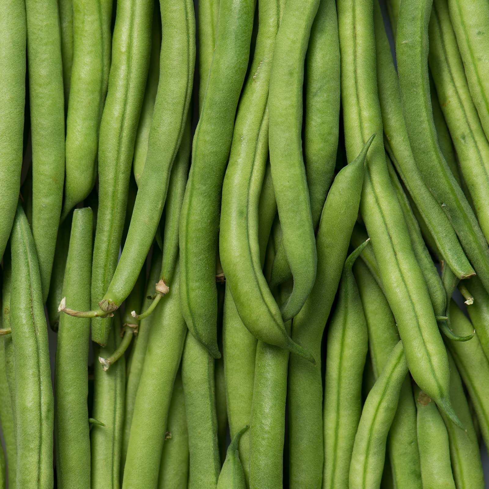 Slenderette Bush Bean Seeds - 5 Lb - Non-GMO, Heirloom Green Snap Bean Seeds - Vegetable Garden Seeds