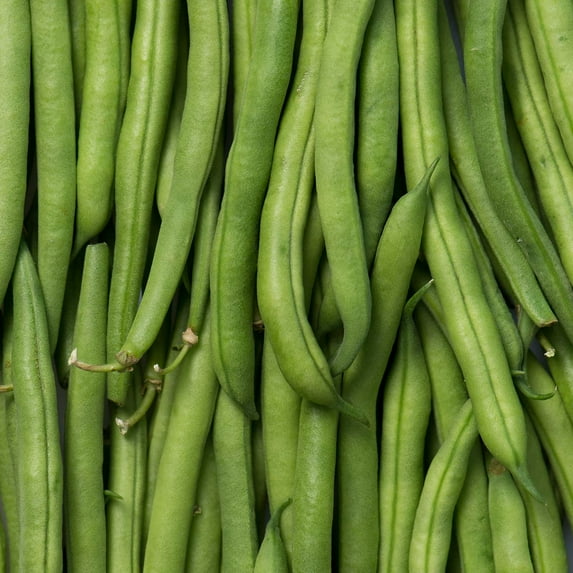 Slenderette Bush Bean Seeds - 5 Lb - Non-GMO, Heirloom Green Snap Bean Seeds - Vegetable Garden Seeds