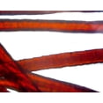 thumbnail image 1 of Slide of Wool Textile Fibers; Whole-mount, 1 of 1