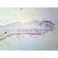thumbnail image 1 of Slide of Yellow Elastic Cartilage, Mammalian; Section, 1 of 1