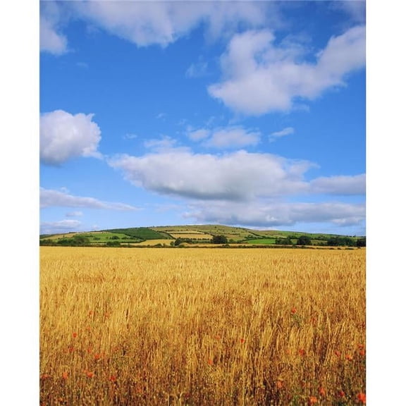 Slieveardagh Hills Co Kilkenny Ireland - Wheat Field Poster Print by The Irish Image Collection - 26 x 34 - Large