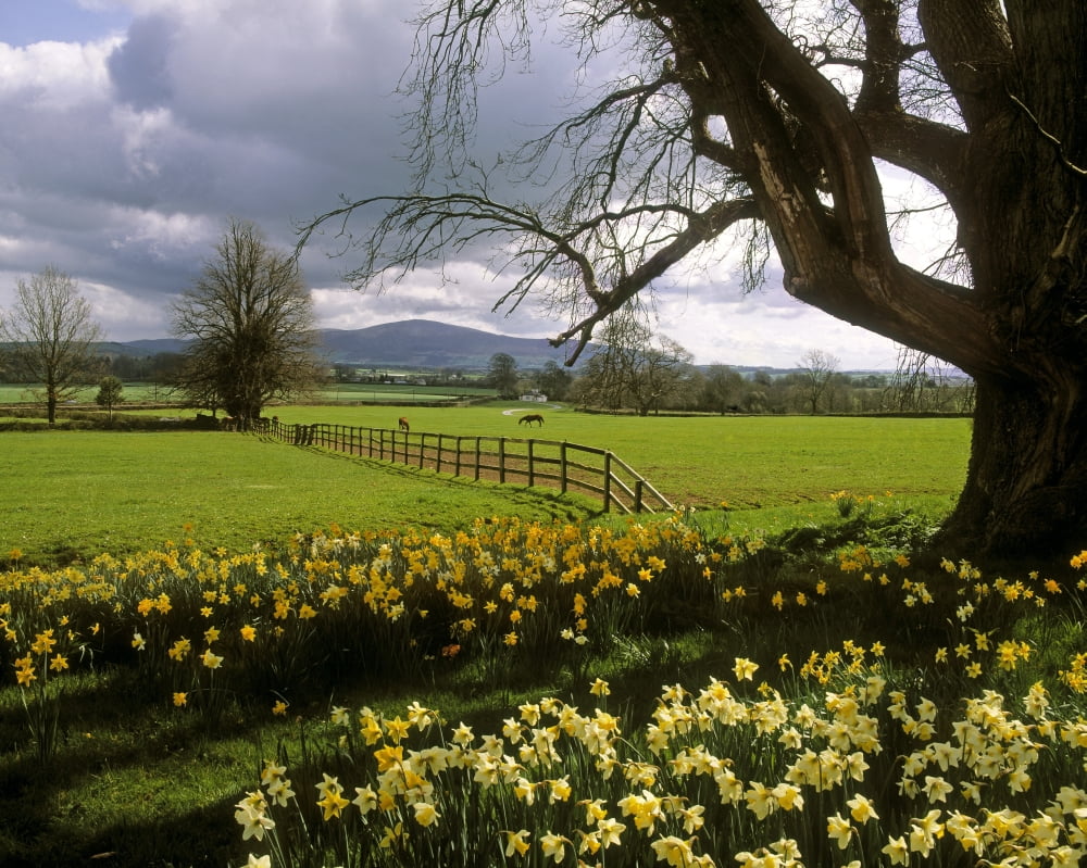 Slievenamon Ardsallagh Co Tipperary Ireland Canvas Art - The Irish Image Collection Design Pics (16 x 12)