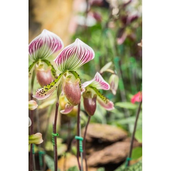 RedCrocus Slipper Orchid Paphiopedilum Assorted Indoor Orchid- Exotic Flowering Plant, Shade-Loving, Pet-Friendly, Tropical Greenery 5" Pot