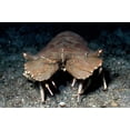 thumbnail image 1 of Slipper lobster, Lembeh Strait, Indonesia Poster Print by VWPics/Stocktrek Images (34 x 22), 1 of 1
