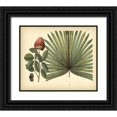 thumbnail image 1 of Sloane, Sir Hans 30x26 Black Ornate Wood Framed with Double Matting Museum Art Print Titled - Antique Brazilian Palm, 1 of 4