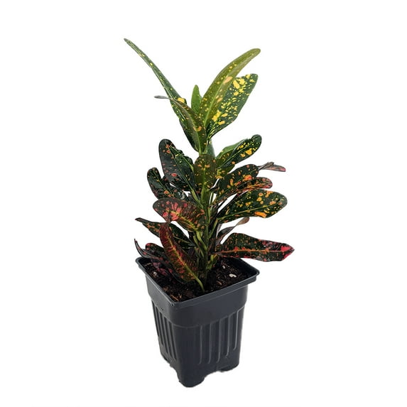 Sloppy Painter Croton - 4" Pot - Colorful House Plant