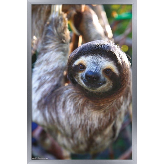 Sloth - Smile Wall Poster, 14.725" x 22.375", Framed