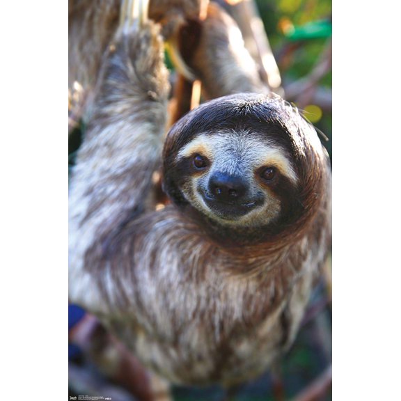 Sloth - Smile Wall Poster, 14.725" x 22.375"