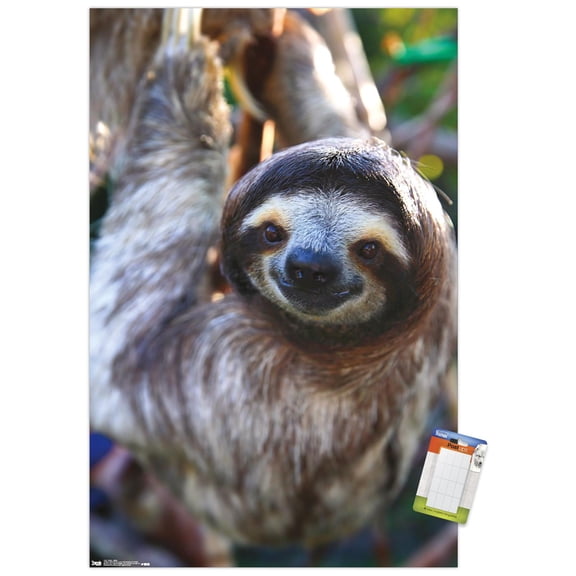 Sloth - Smile Wall Poster, 14.725" x 22.375"