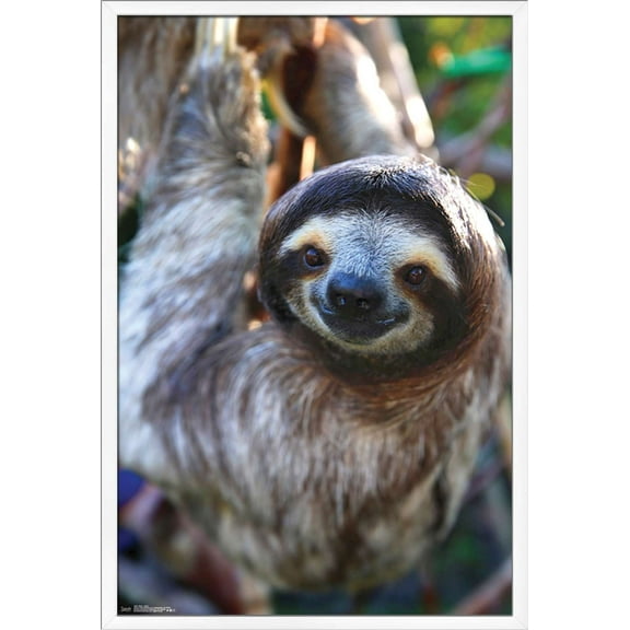 Sloth - Smile Wall Poster, 22.375" x 34", Framed
