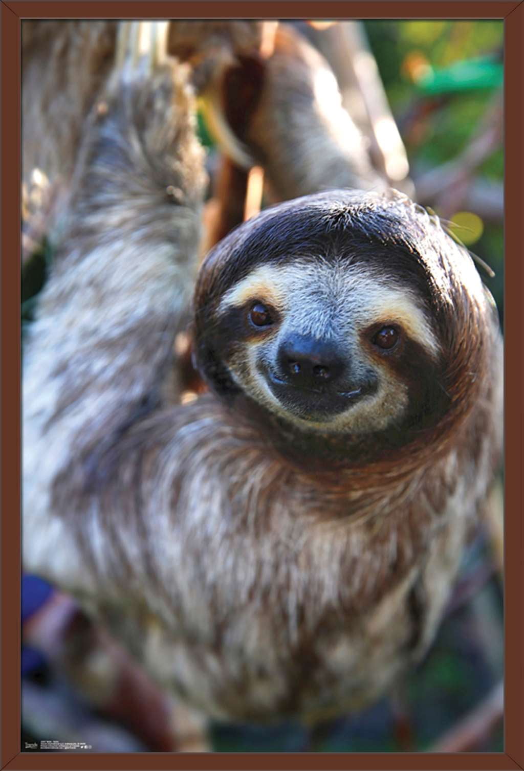 Sloth - Smile Wall Poster, 22.375" x 34", Framed