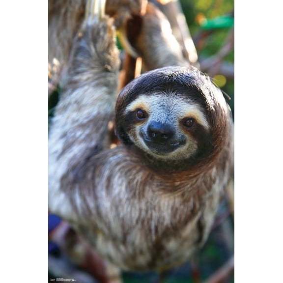 Sloth - Smile Wall Poster, 22.375" x 34"