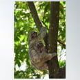 thumbnail image 1 of Sloth With Baby Poster Wall Art, Modern Wall Decor For Living Room Bedroom, 24x36 UNFRAMED, 1 of 2