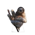 thumbnail image 1 of Sloth, 1 of 3