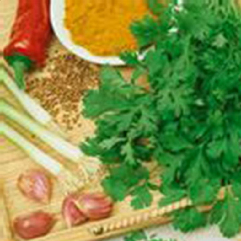 Slow Bolt Cilantro Herb Garden Seeds - 3 Gram Packet - Non-GMO, Heirloom, Organic - Herbal Gardening & Microgreens Seeds (Coriander) Slow Bolt Cilantro Herb Garden Seeds - 3 Gram Packet - Non-GMO, Heirloom, Organic - Herbal Gardening & Microgreens Seeds (Coriander)