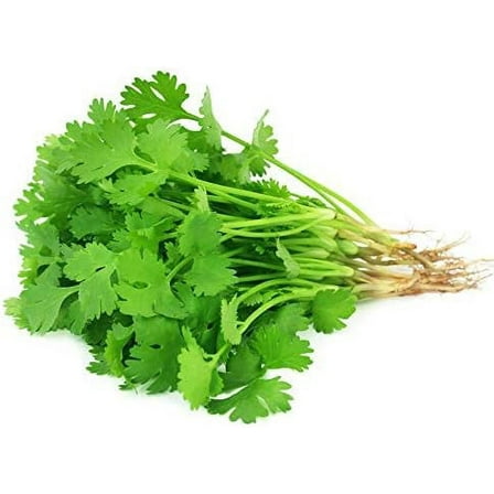 Cilantro Seeds - Organic - 3 g Packet ~215 Seeds - Coriandrum sativum - Non-GMO, Heirloom, Open Pollinated - Herb Gardening & Microgreens